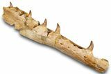 Mosasaur (Eremiasaurus) Jaw with Five Teeth - Morocco #259673-1